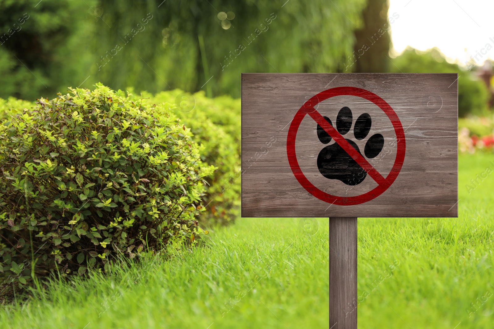Image of Wooden sign board NO DOGS ALLOWED on green lawn