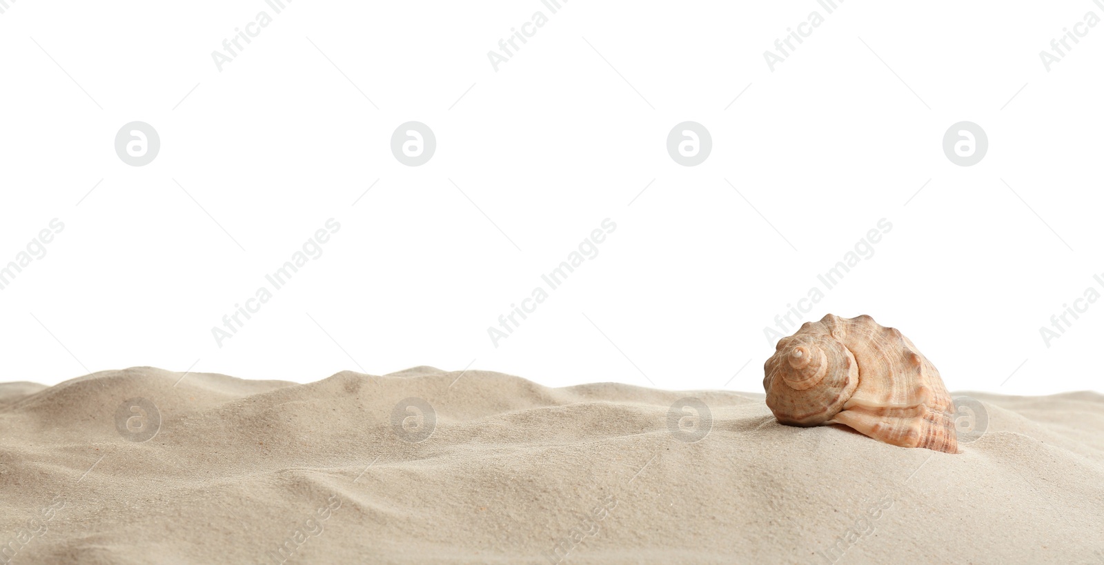 Photo of Seashell in beach sand against white background, space for text