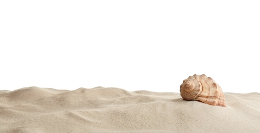 Seashell in beach sand against white background, space for text