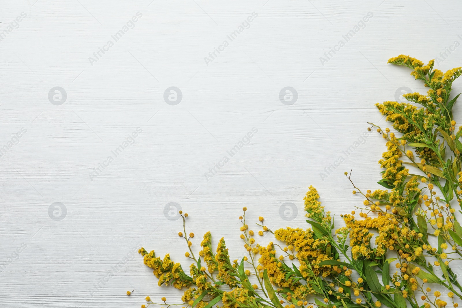 Photo of Fresh mimosa flowers on white wooden table, flat lay. Space for text