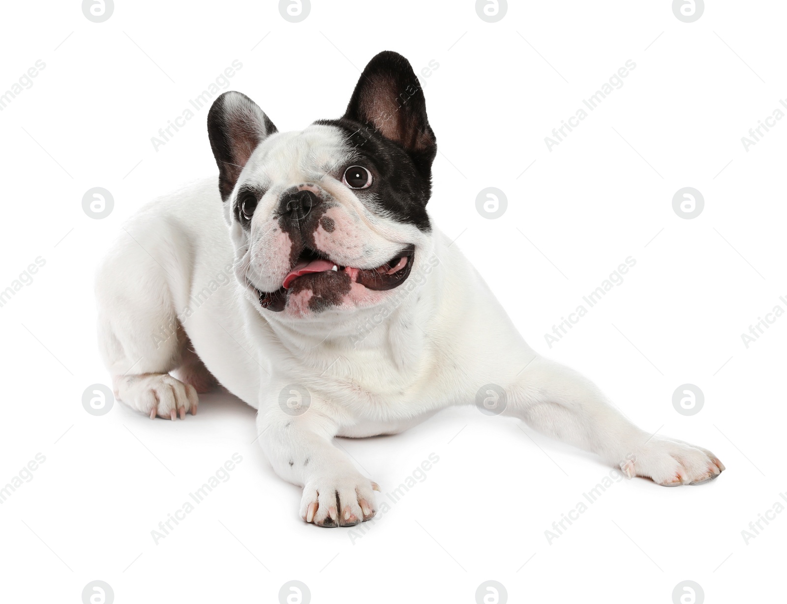 Photo of French bulldog on white background. Adorable pet