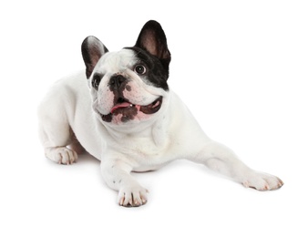 Photo of French bulldog on white background. Adorable pet