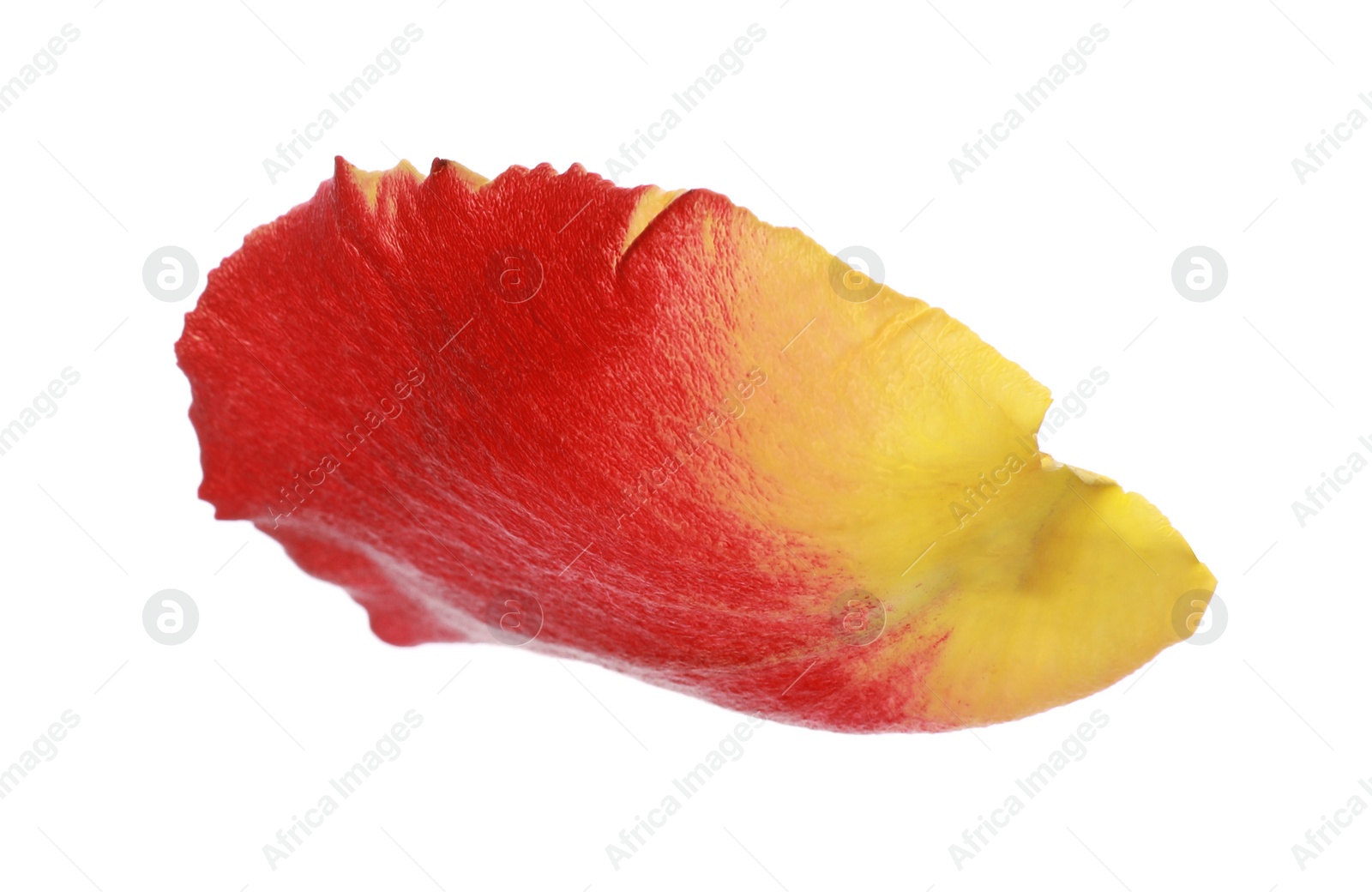 Photo of Beautiful yellow and red rose petal isolated on white