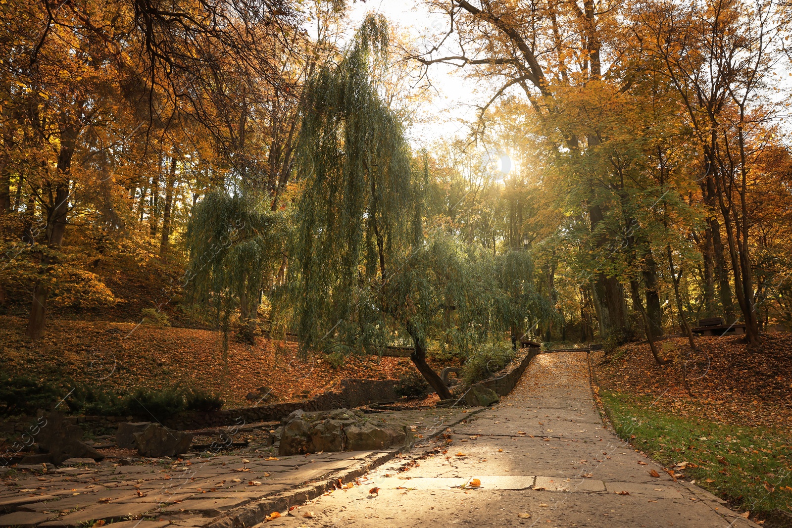 Photo of Beautiful yellowed trees and fallen leaves in park on sunny day