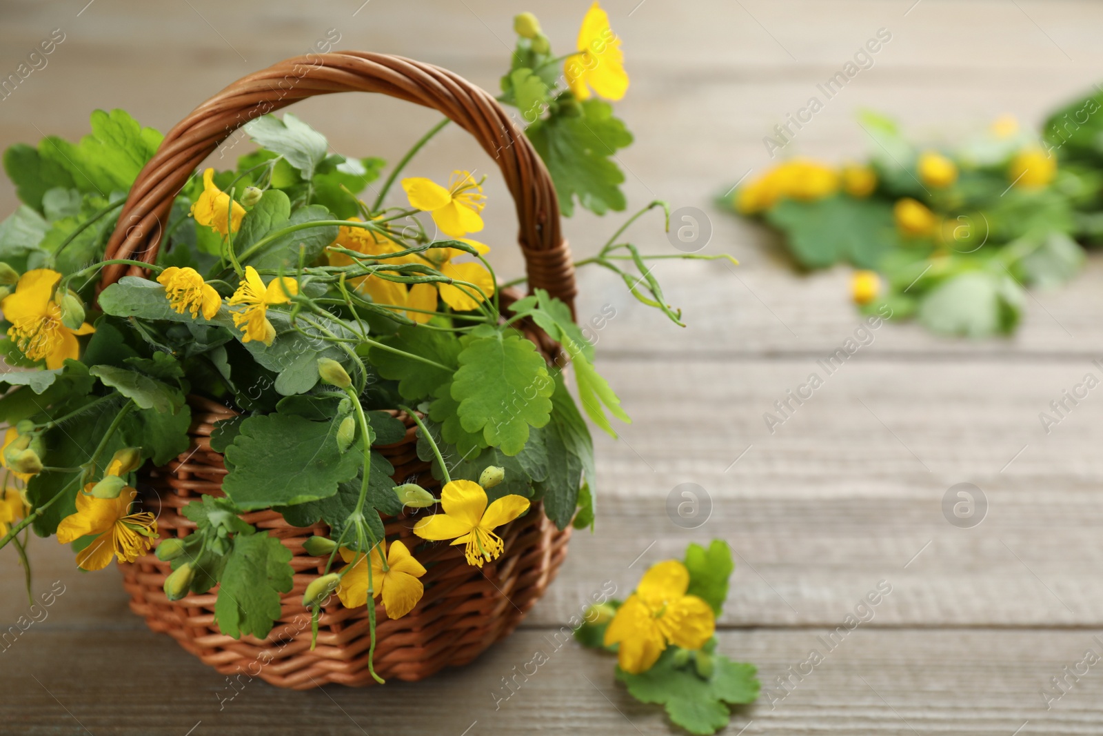 Photo of Celandine with beautiful yellow flowers and wicker basket on wooden table, closeup. Space for text