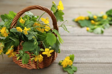 Celandine with beautiful yellow flowers and wicker basket on wooden table, closeup. Space for text