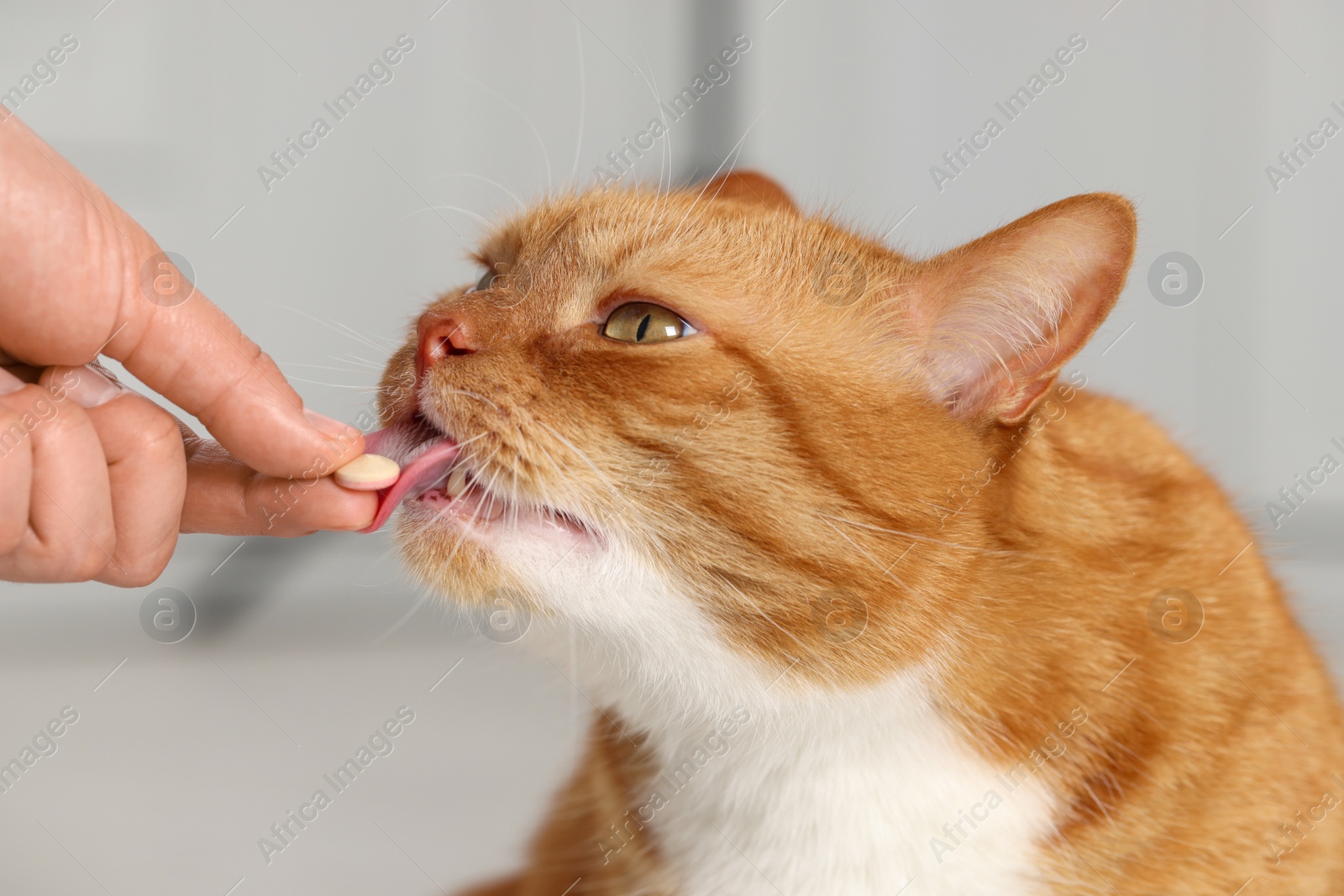 Photo of Woman giving vitamin pill to cute cat indoors, closeup