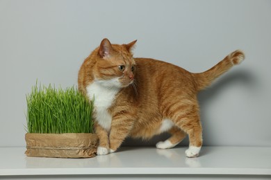 Photo of Cute ginger cat and green grass on white table near light grey wall. Pet vitamin