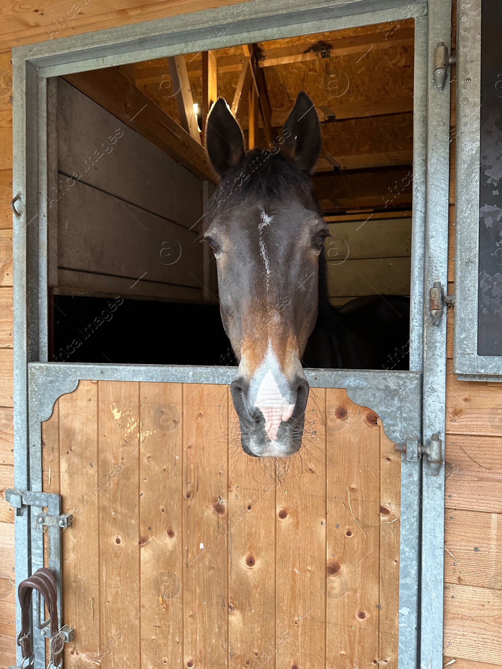 Photo of Adorable horse in stable. Lovely domesticated animal