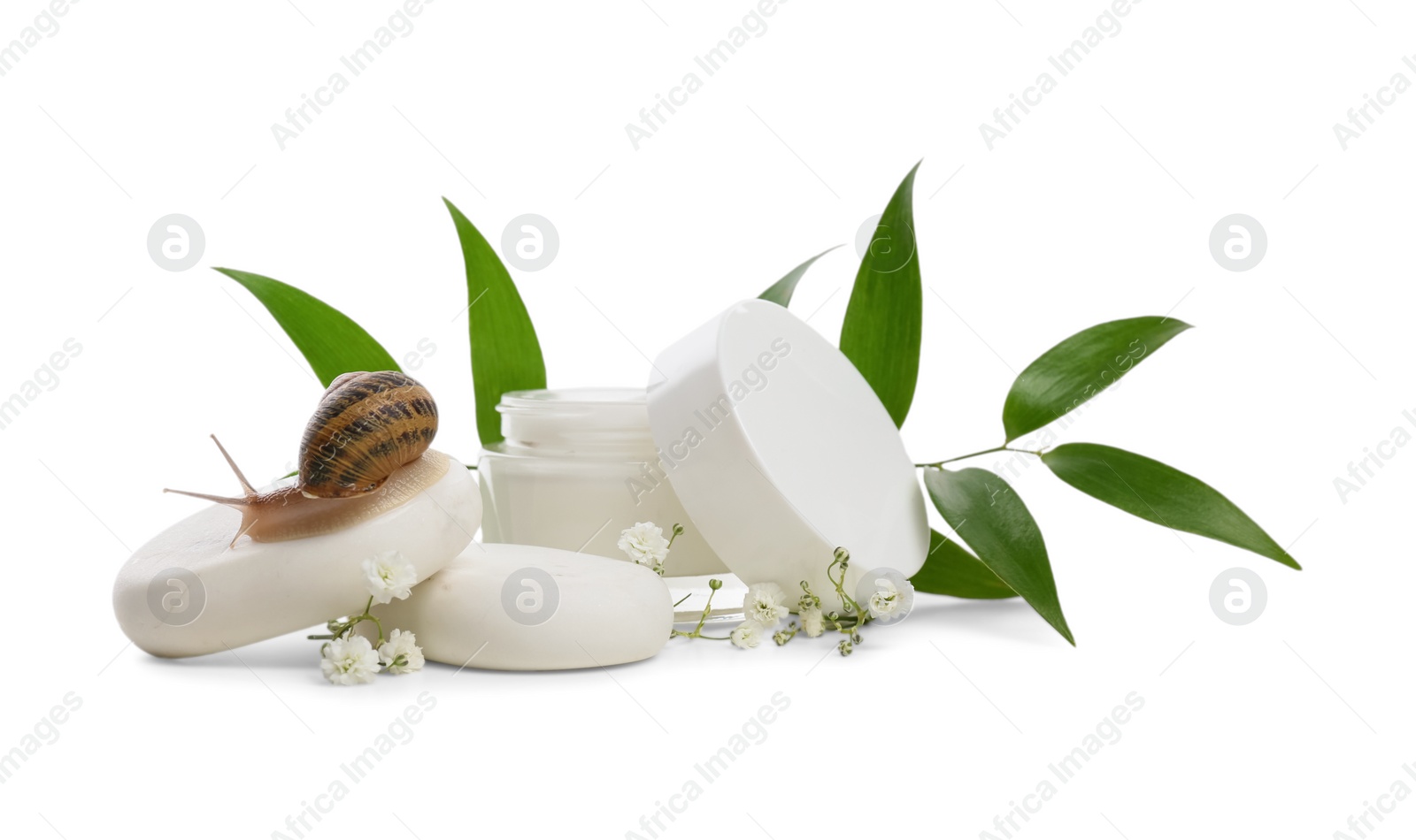 Photo of Composition with snail and cream on white background