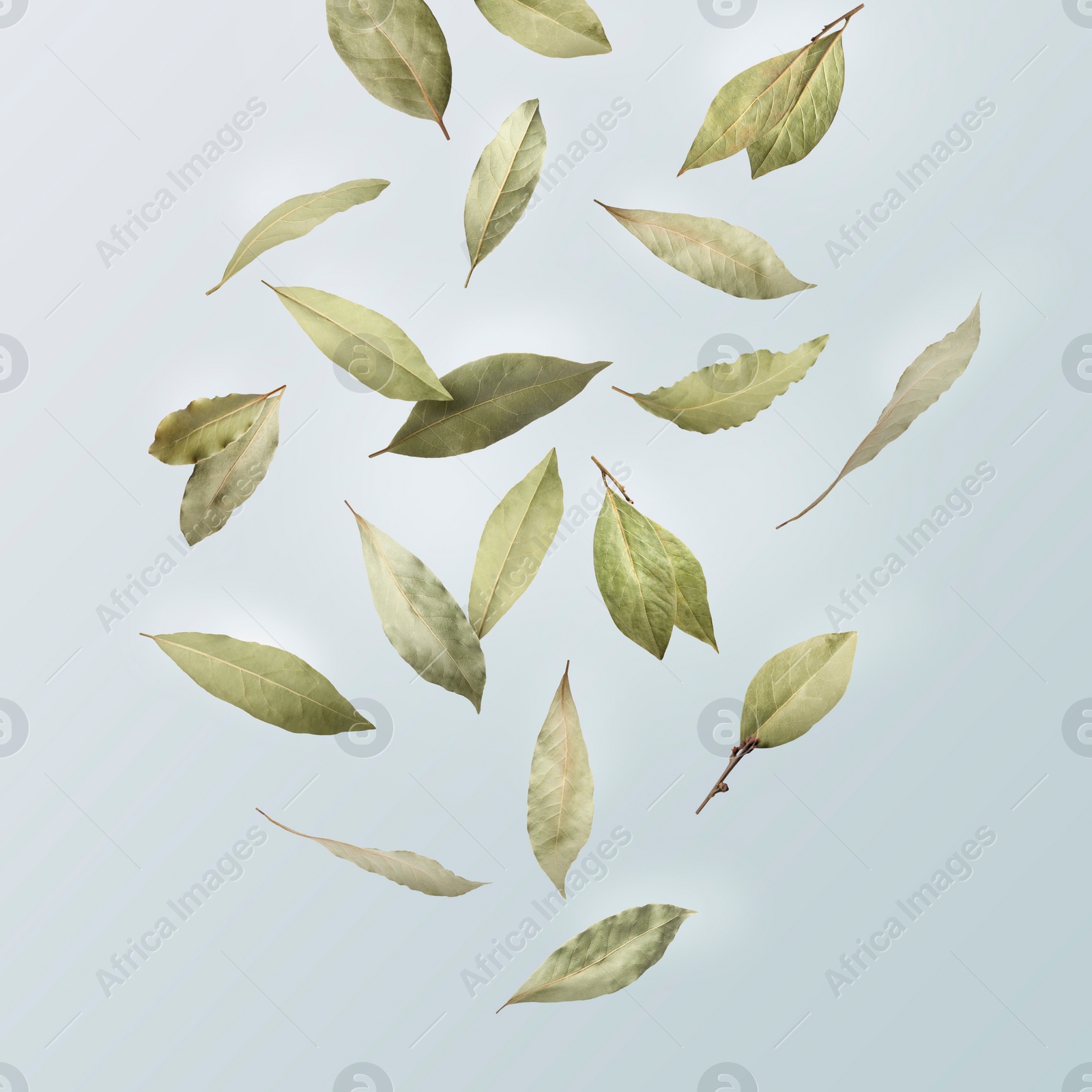 Image of Dry bay leaves falling on pale light dusty blue background