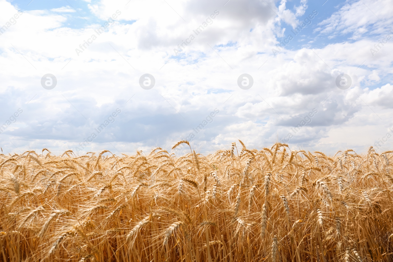 Photo of Beautiful view of agricultural field with ripe wheat spikes on sunny day