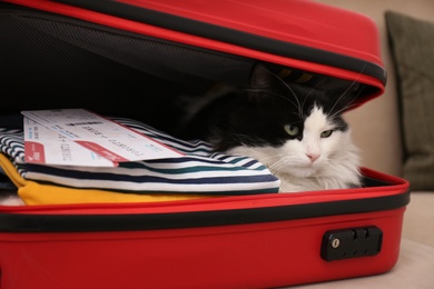 Cute cat sitting in suitcase with clothes and tickets on sofa