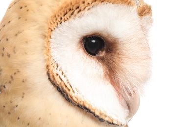 Photo of Beautiful common barn owl on white background, closeup