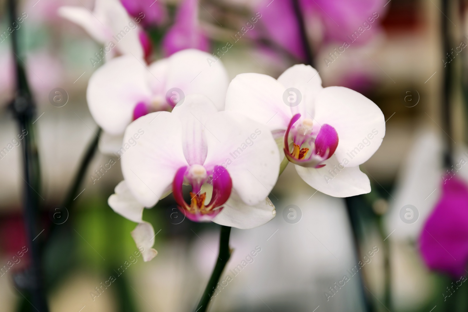 Photo of Beautiful blooming tropical orchid on blurred background, closeup