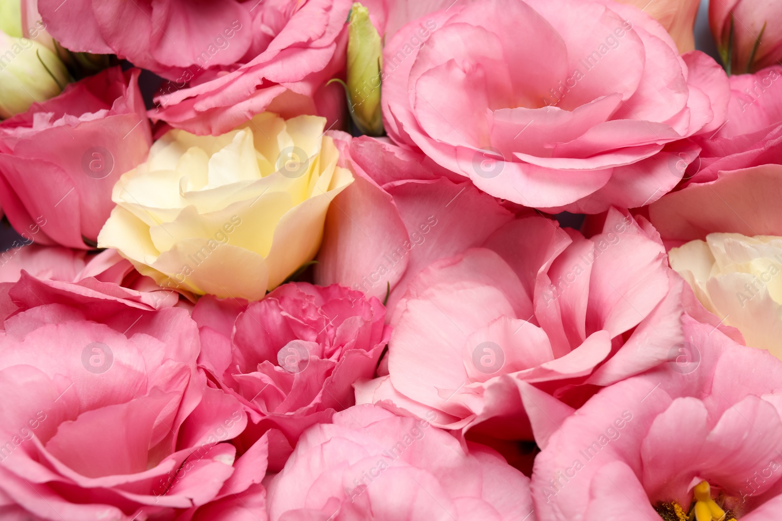 Photo of Beautiful blooming Eustoma flowers as background, closeup