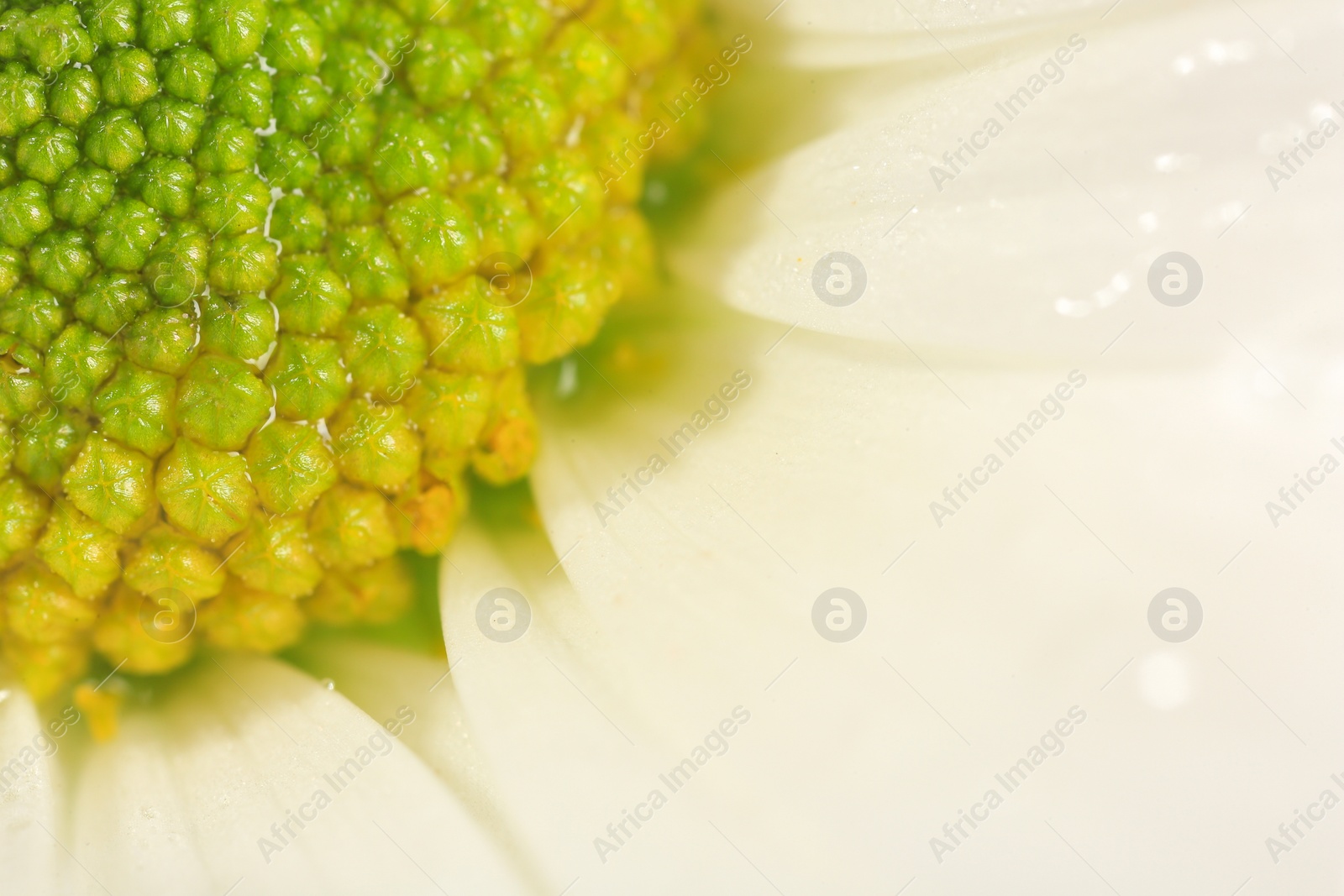 Photo of Beautiful flower with water drops as background, macro view