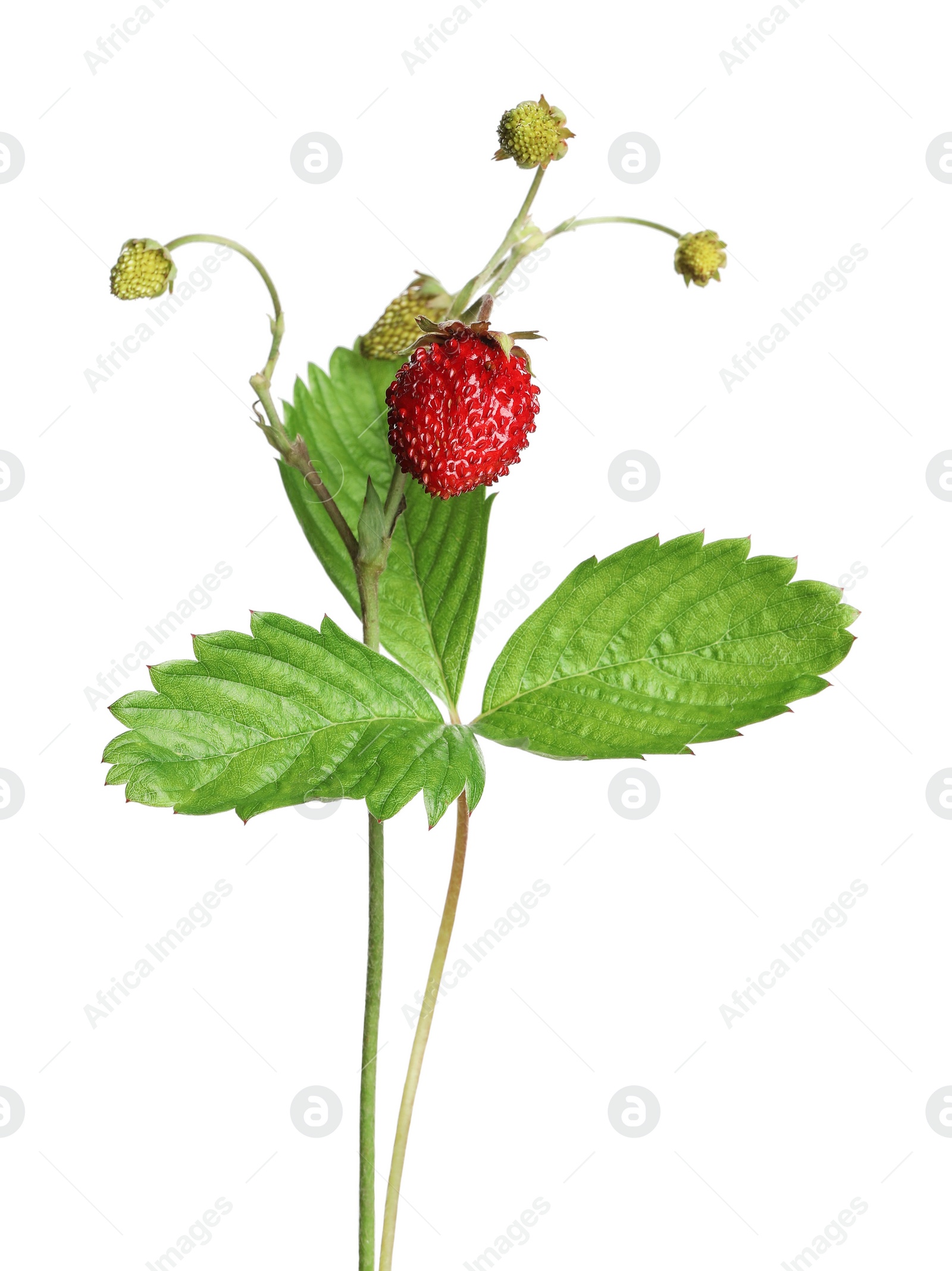 Photo of Stems of wild strawberry with berries and green leaves isolated on white