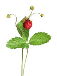 Photo of Stems of wild strawberry with berries and green leaves isolated on white