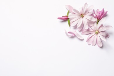 Photo of Beautiful pink magnolia flowers on white background, top view