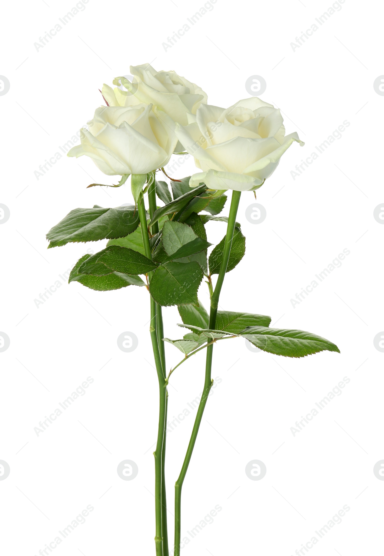 Photo of Beautiful fresh roses on white background. Funeral symbol