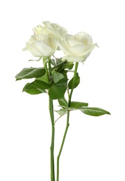 Photo of Beautiful fresh roses on white background. Funeral symbol