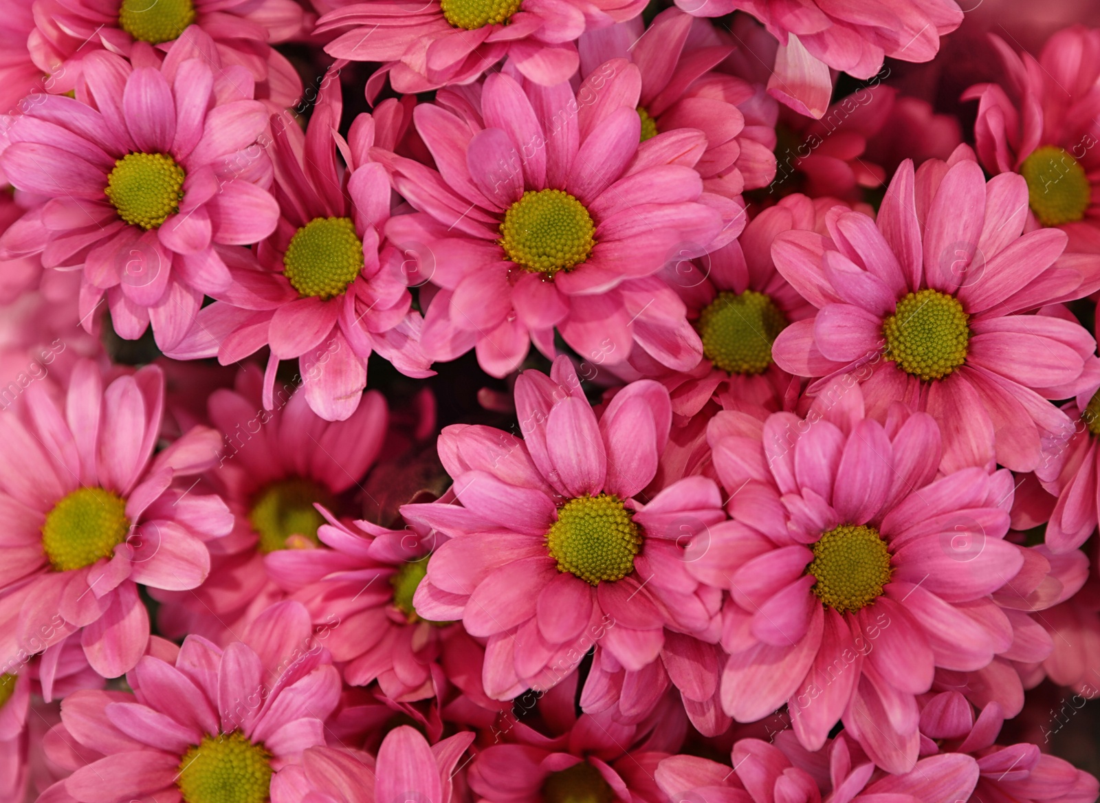 Photo of Beautiful fresh chrysanthemum flowers as background, closeup. Floral decor