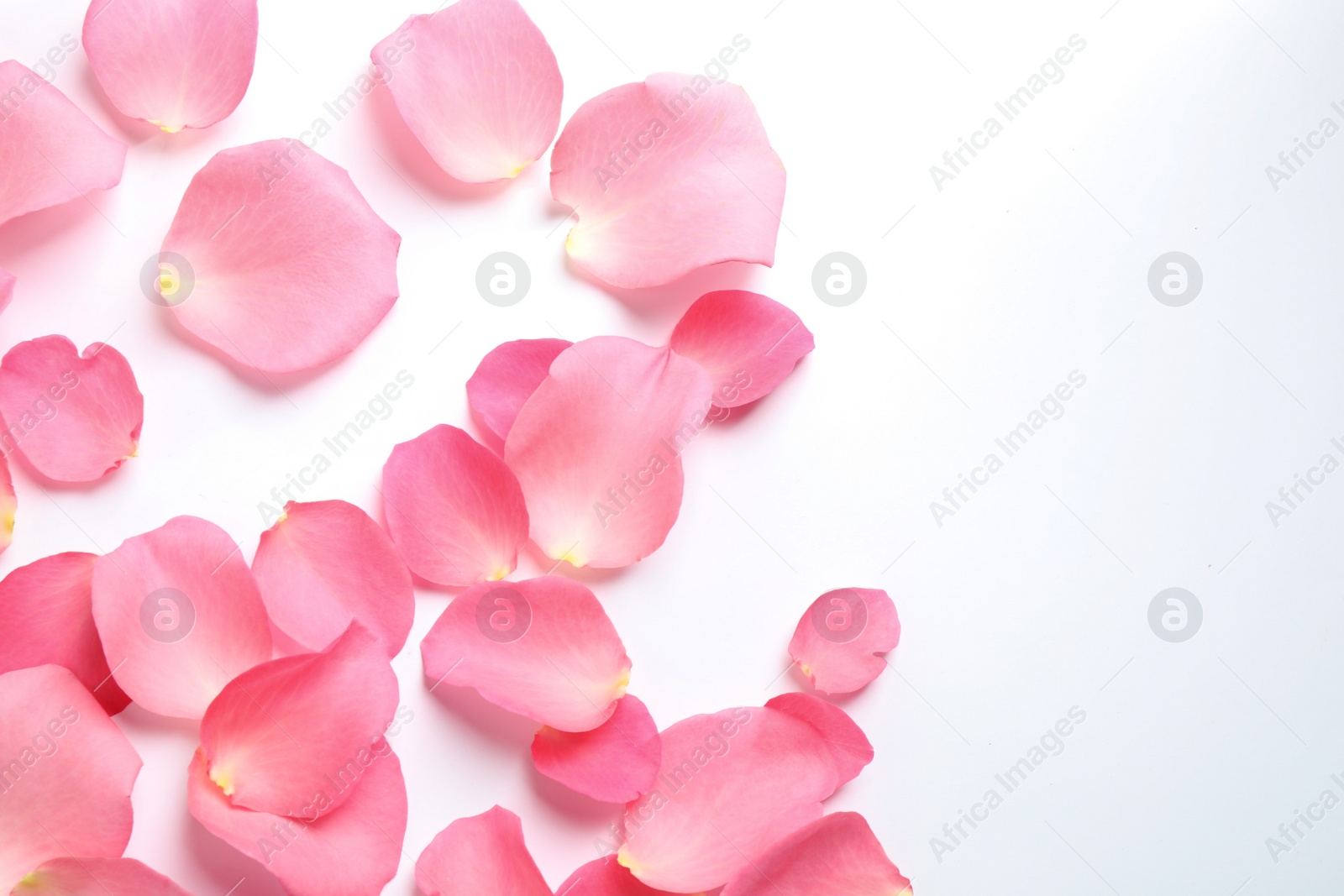 Photo of Fresh pink rose petals on white background, top view