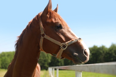 Photo of Chestnut horse in paddock on sunny day. Beautiful pet