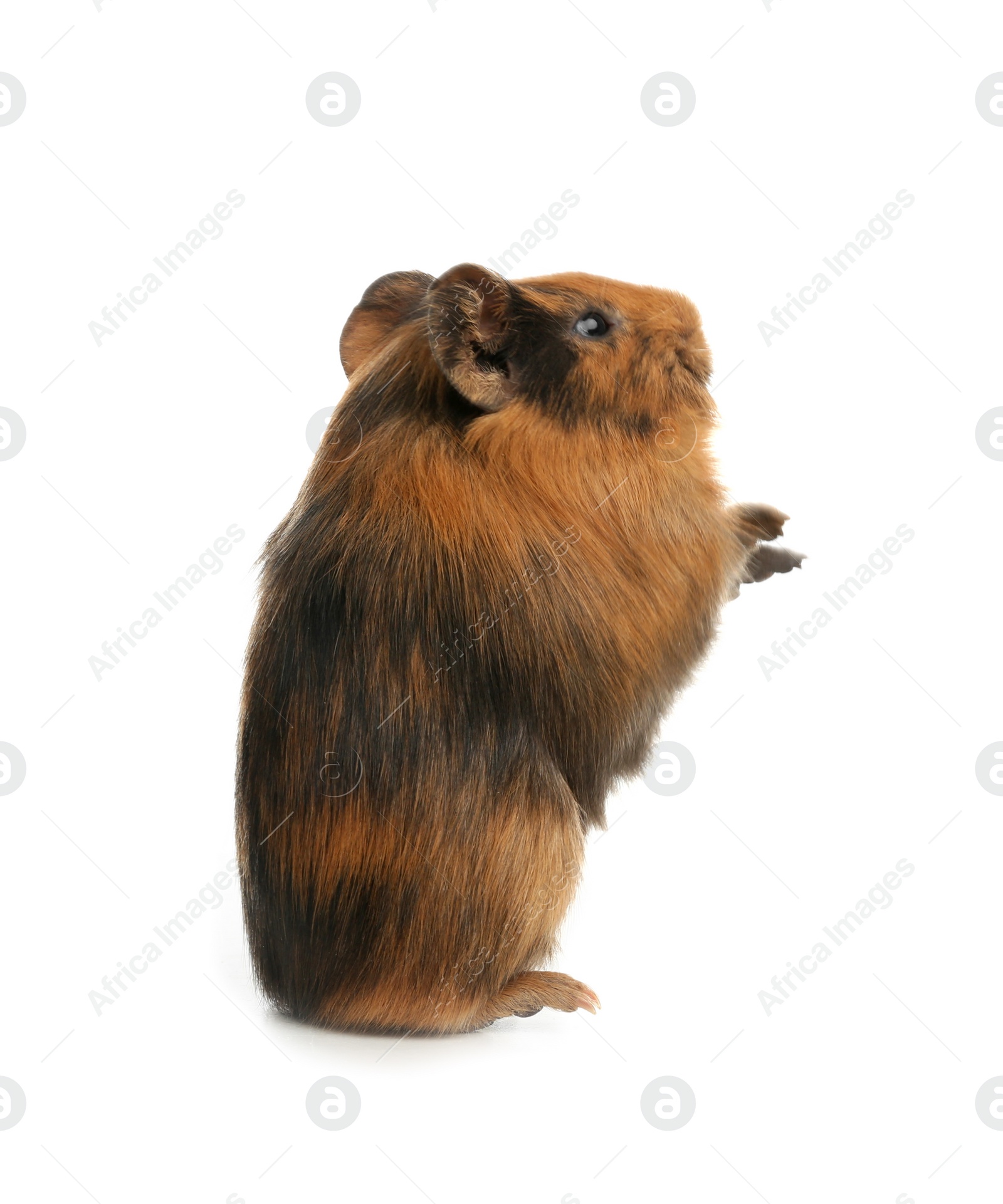 Photo of Cute funny guinea pig on white background