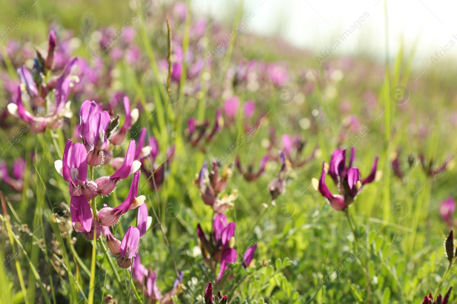 Photo of Beautiful flowers growing in meadow on sunny day