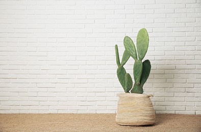 Photo of Beautiful potted cactus near white brick wall, space for text. Interior design