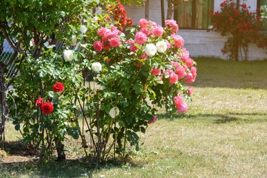 Photo of Different beautiful blooming rose bushes in garden on sunny day