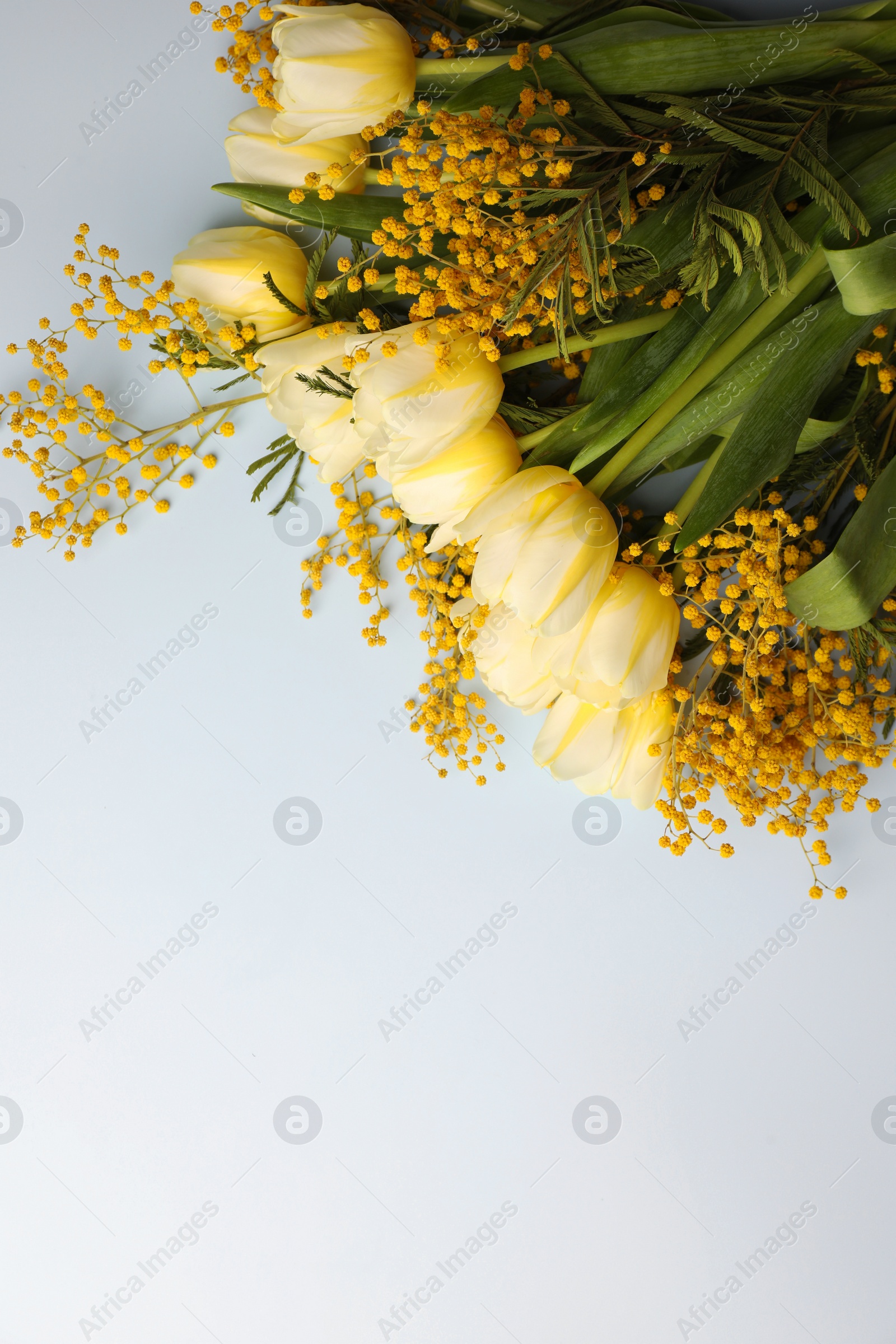 Photo of Bouquet with beautiful tulips and mimosa flowers on light background, top view. Space for text