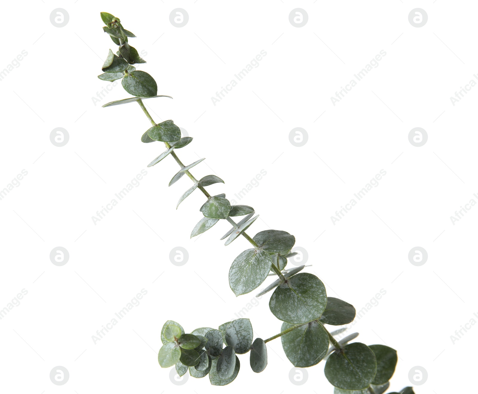 Photo of Eucalyptus branch with fresh green leaves on white background