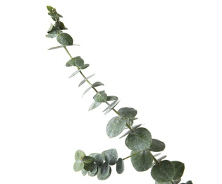 Photo of Eucalyptus branch with fresh green leaves on white background