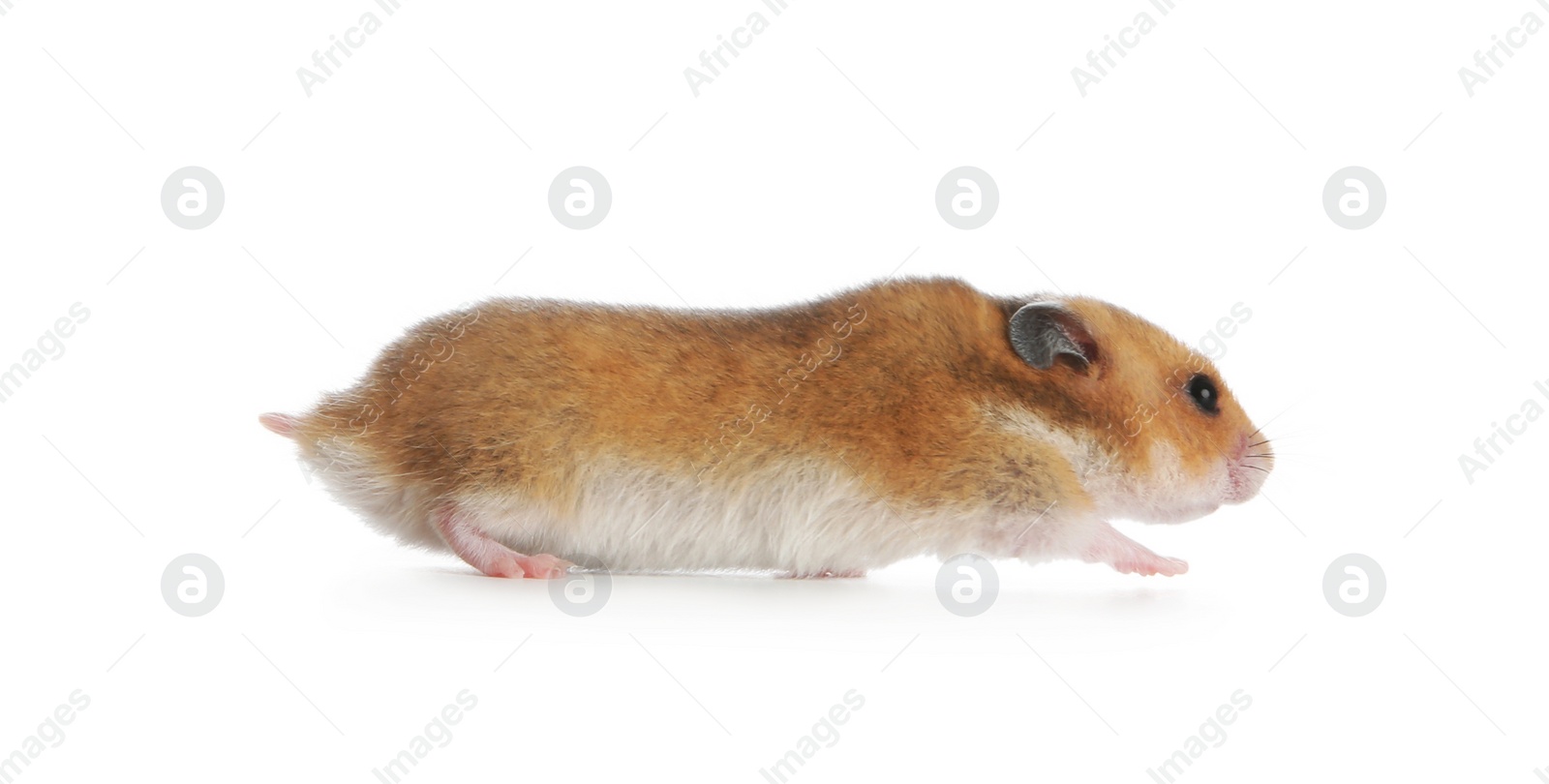 Photo of Adorable Syrian hamster on white background. Small pet