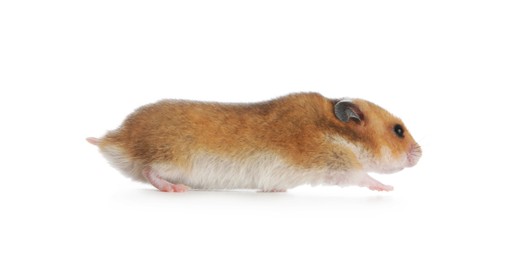 Photo of Adorable Syrian hamster on white background. Small pet