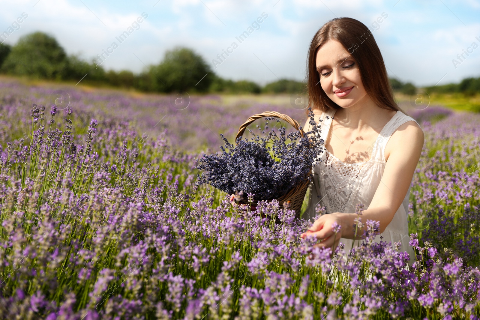 Photo of Young woman with wicker basket full of lavender flowers in field