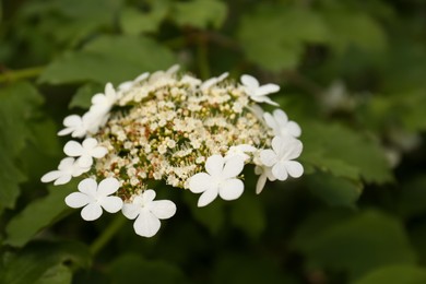 Beautiful Viburnum shrub with white flowers, closeup