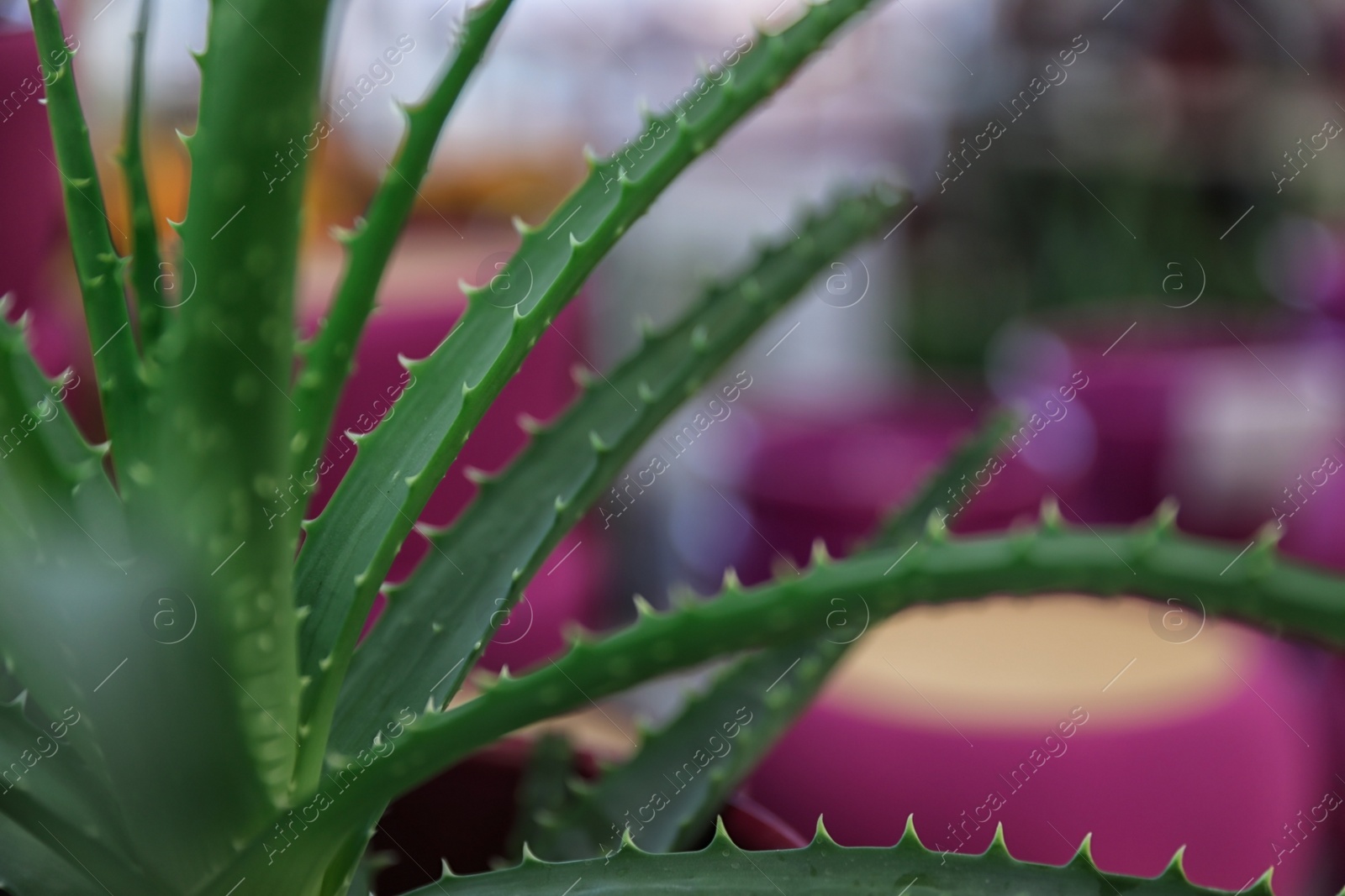 Photo of Green aloe in floral shop, closeup. Space for text
