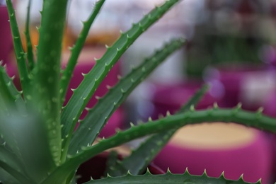 Photo of Green aloe in floral shop, closeup. Space for text