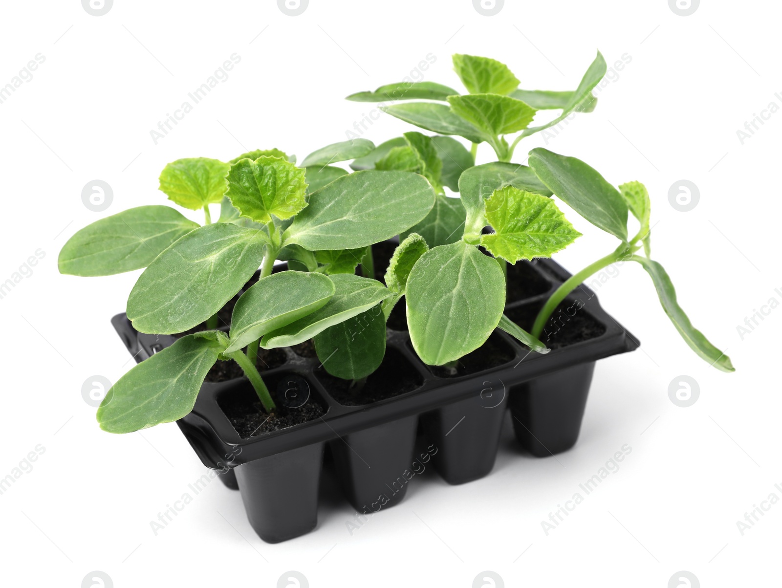 Photo of Seedlings growing in plastic container with soil isolated on white. Gardening season