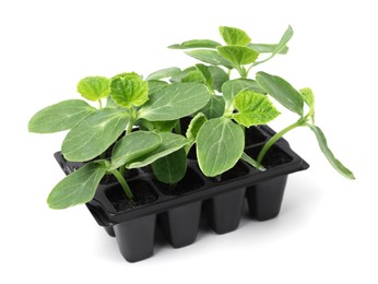 Seedlings growing in plastic container with soil isolated on white. Gardening season