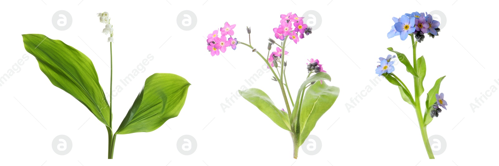 Image of Collection of different beautiful wild flowers on white background. Banner design