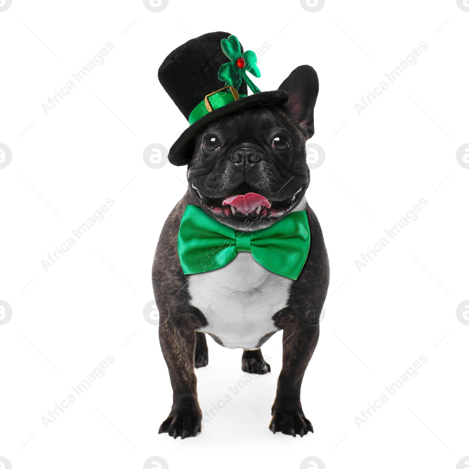 Image of St. Patrick's day celebration. Cute French bulldog with green bow tie and leprechaun hat isolated on white