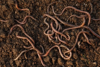 Many earthworms on wet soil, top view