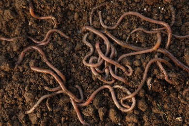 Photo of Many earthworms on wet soil, top view