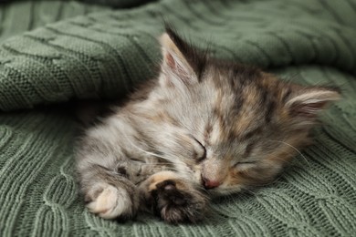Photo of Cute kitten sleeping in knitted blanket. Baby animal