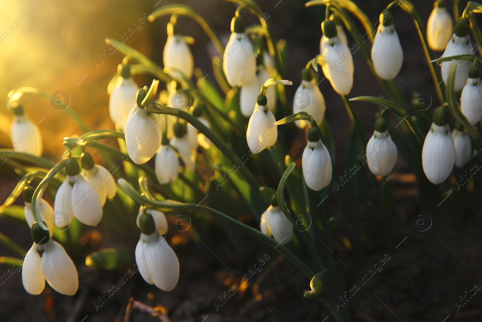 Photo of Fresh blooming snowdrops growing in soil. Spring flowers